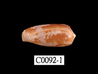 藏品(朦朧芋螺)的圖片